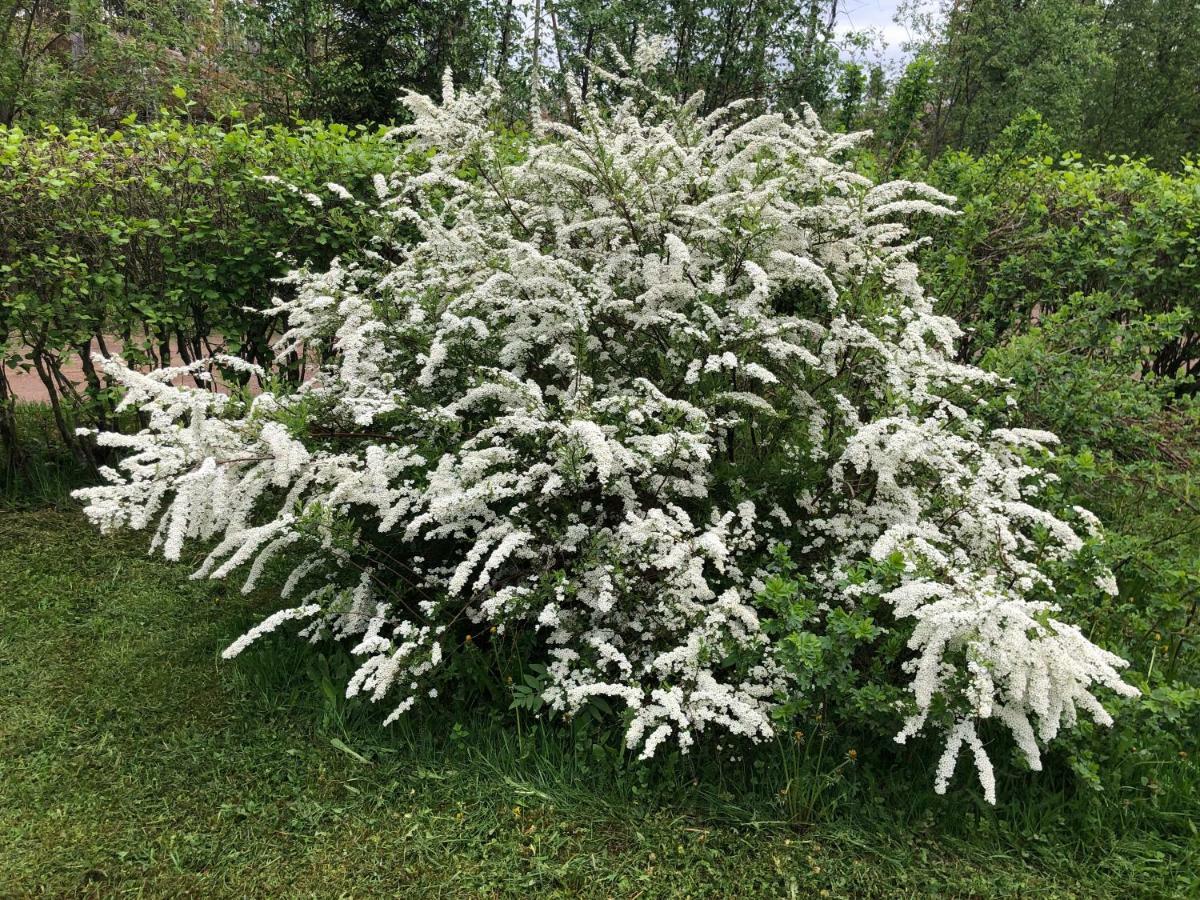 Pyhtaeae Garden *